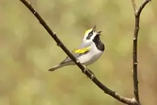 Golden-winged warbler