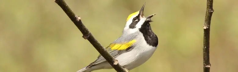Golden-winged warbler
