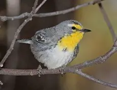 Grace's warbler
