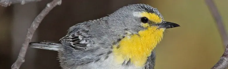 Grace's warbler