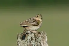 Grasshopper sparrow