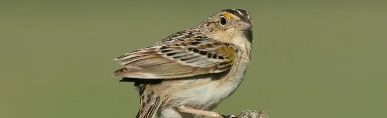 Grasshopper sparrow