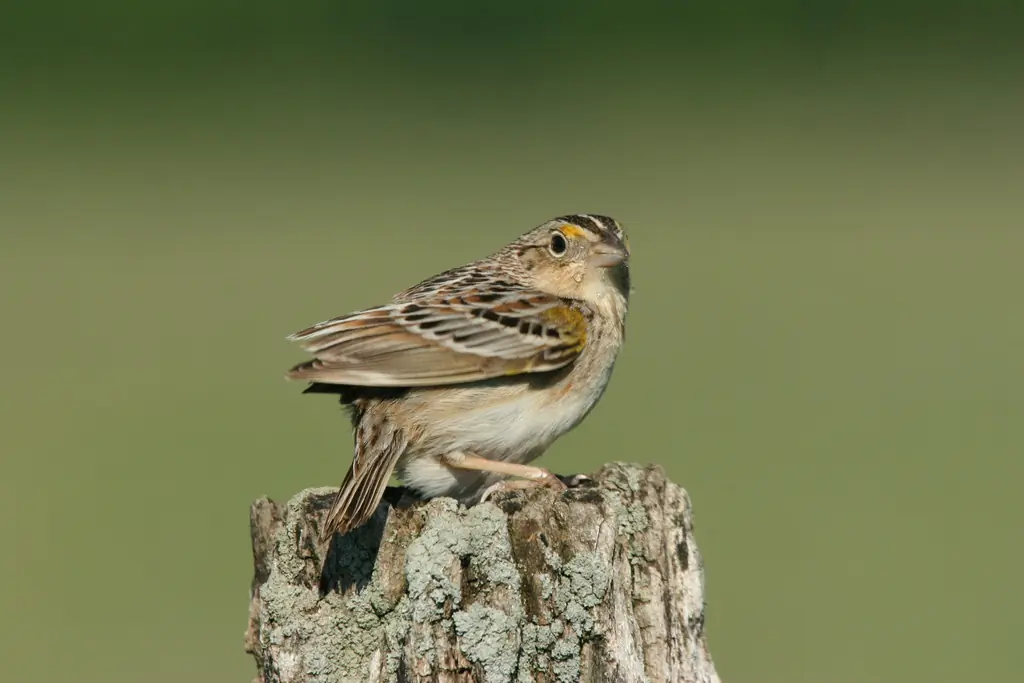 Grasshopper sparrow
