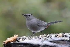 Gray catbird