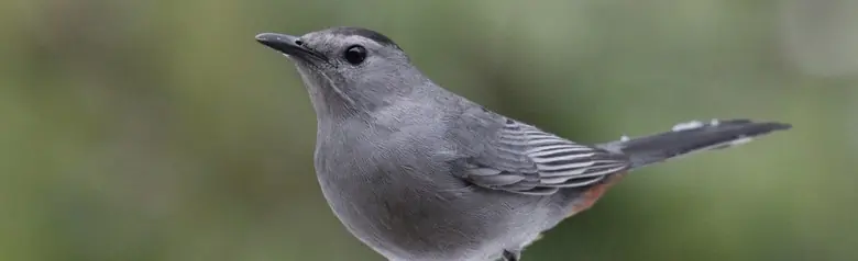 Gray catbird
