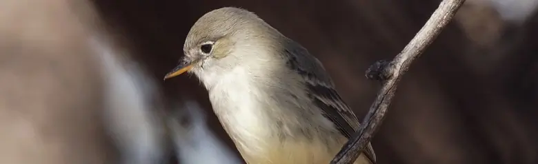 Gray flycatcher