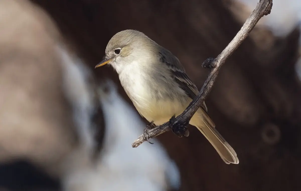 Gray flycatcher