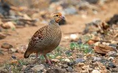 Gray francolin