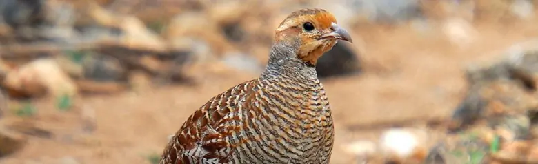 Gray francolin