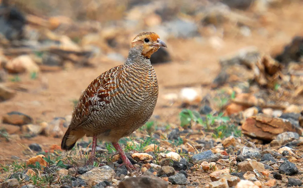 Gray francolin