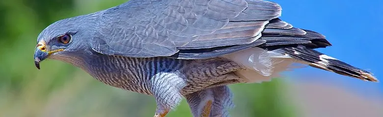 Gray hawk
