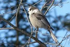 Gray jay
