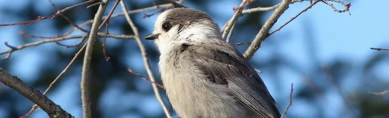 Gray jay