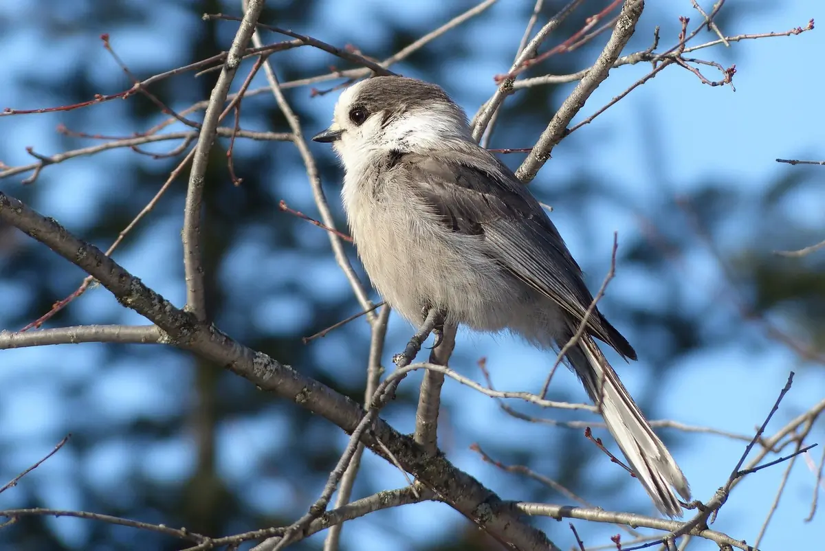 Gray jay