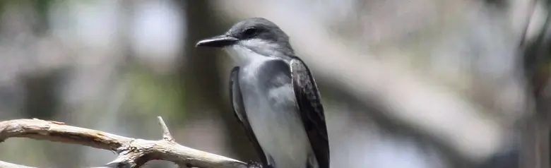 Gray kingbird
