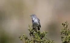 Gray vireo
