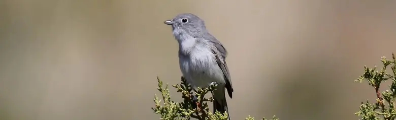 Gray vireo