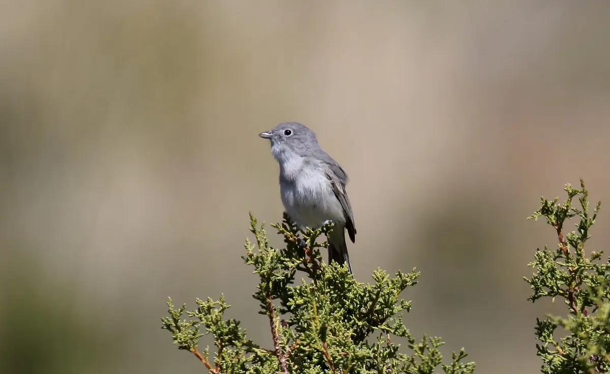 Gray vireo
