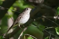 Gray-cheeked thrush