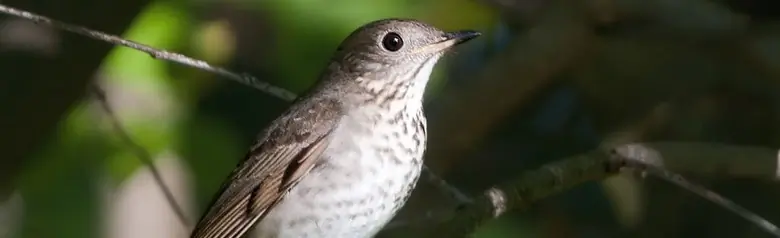Gray-cheeked thrush