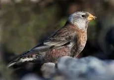 Gray-crowned rosy finch