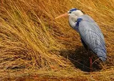 Great blue heron