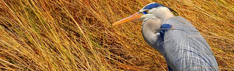 Great blue heron