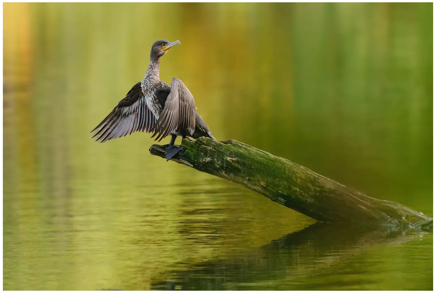 Great cormorant