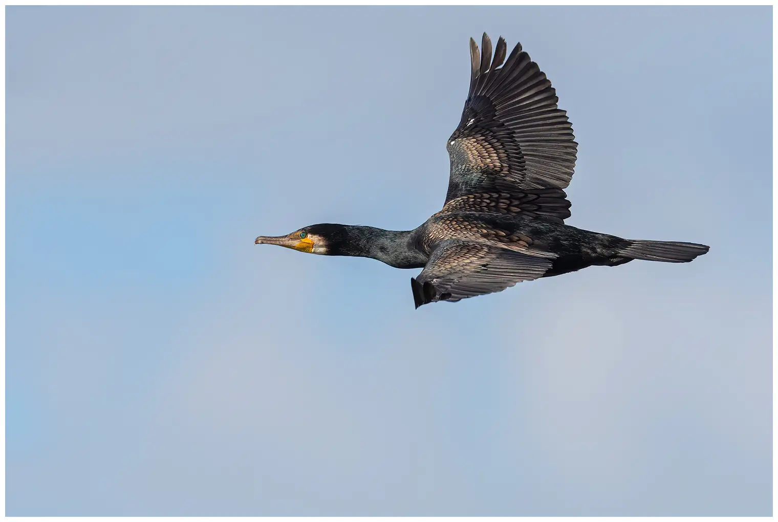 Great cormorant