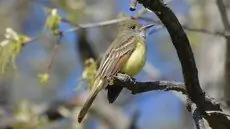 Great crested flycatcher
