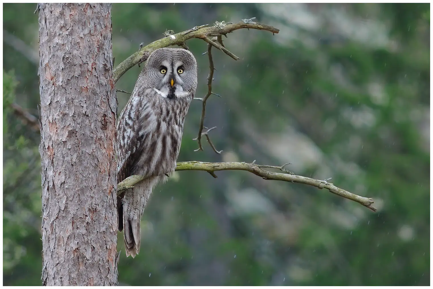 Great gray owl