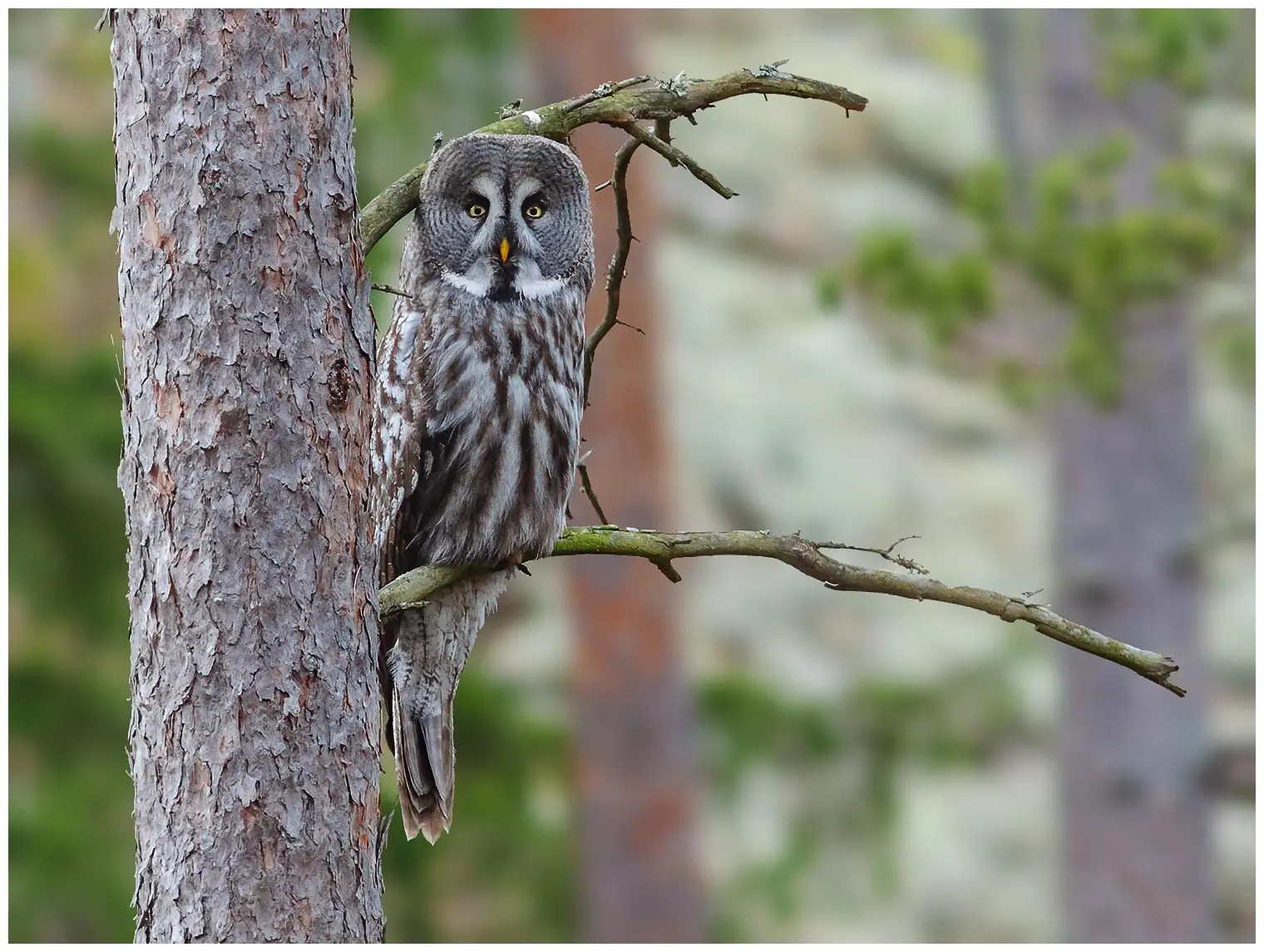 Great gray owl