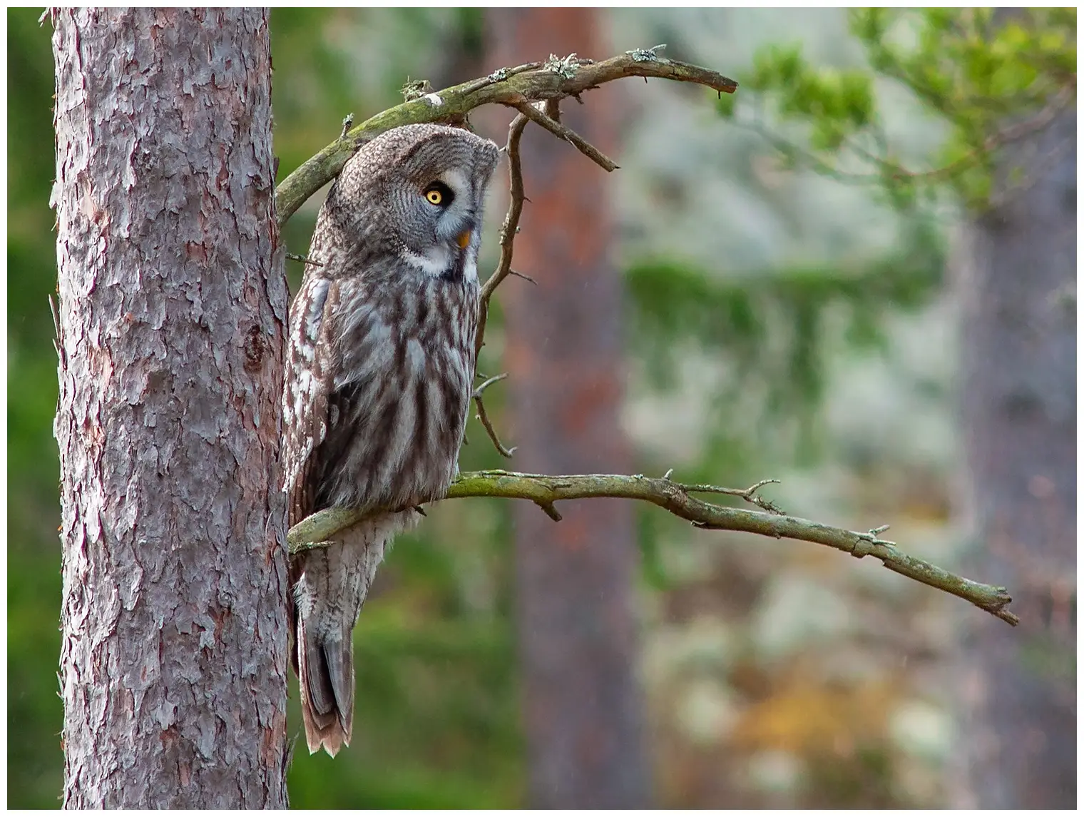 Great gray owl