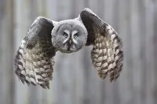 Great gray owl