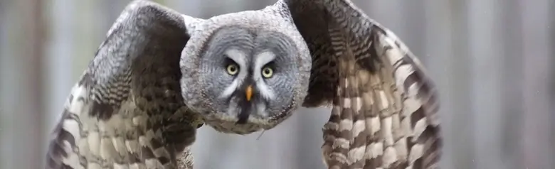 Great gray owl