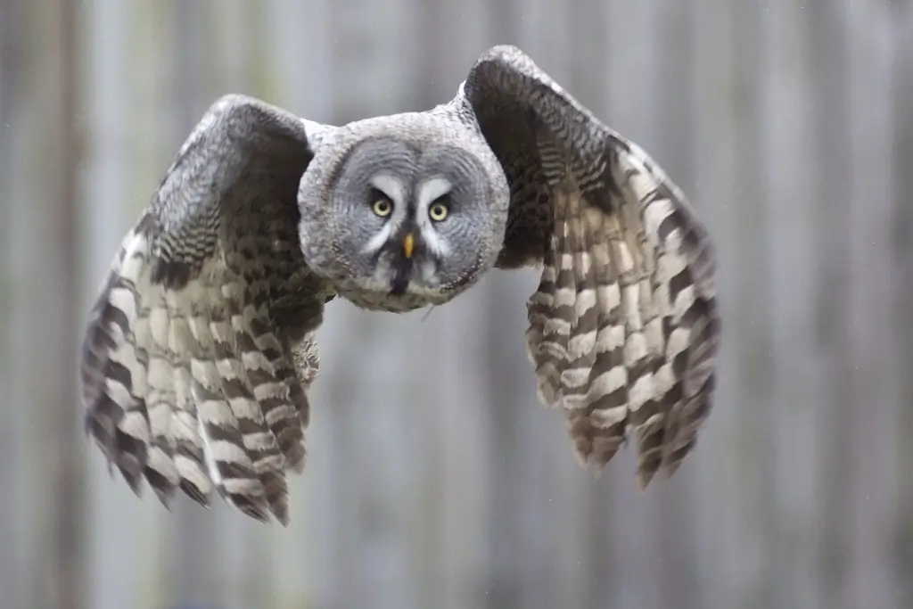 Great gray owl