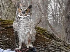 Great horned owl
