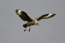 Great skua