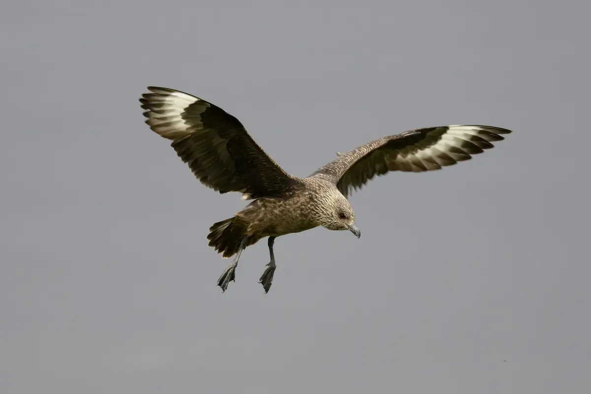 Great skua