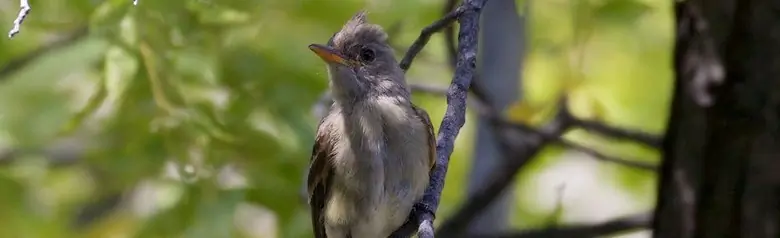 Greater pewee