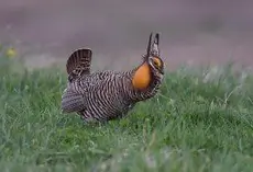 Greater prairie chicken