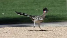 Greater roadrunner