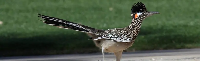 Greater roadrunner