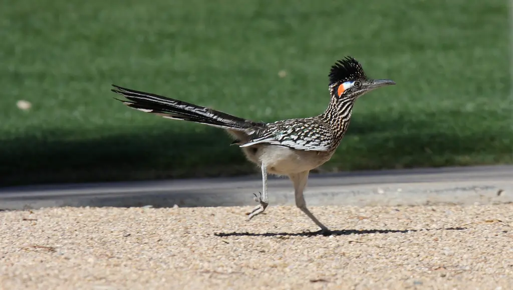 Greater roadrunner