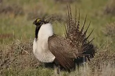 Greater sage-grouse