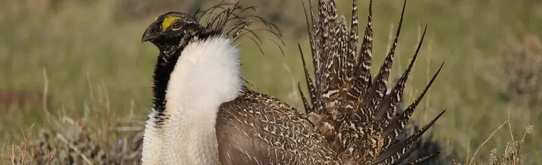 Greater sage-grouse