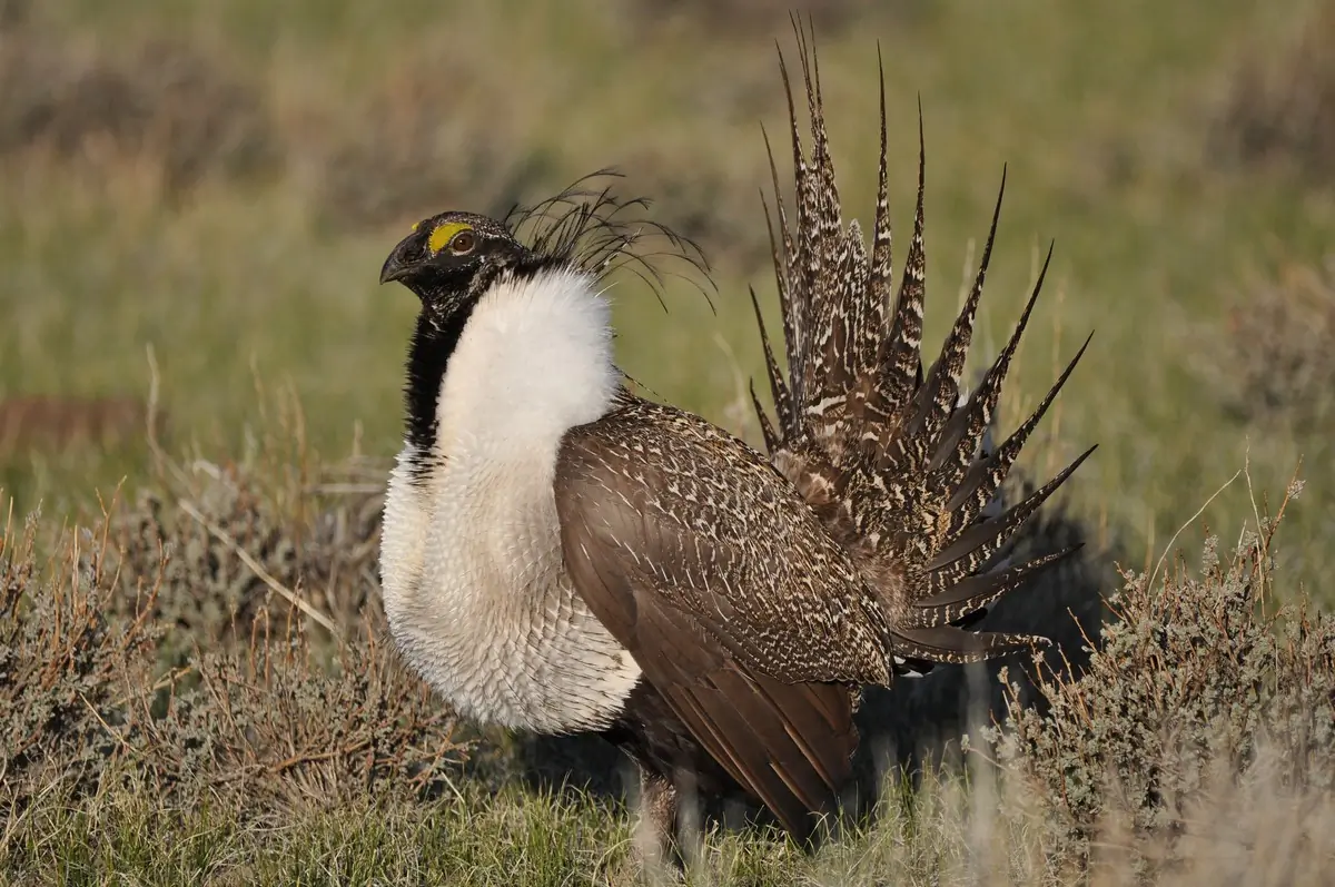 Greater sage-grouse