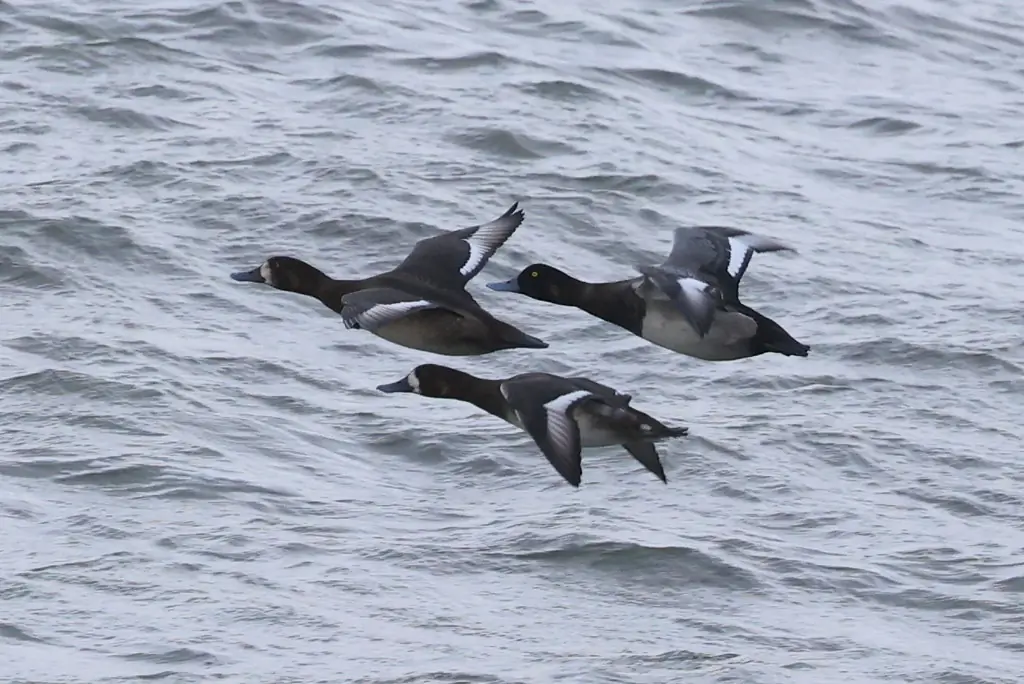 Greater scaup