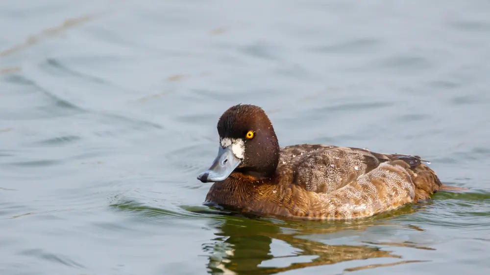 Greater scaup