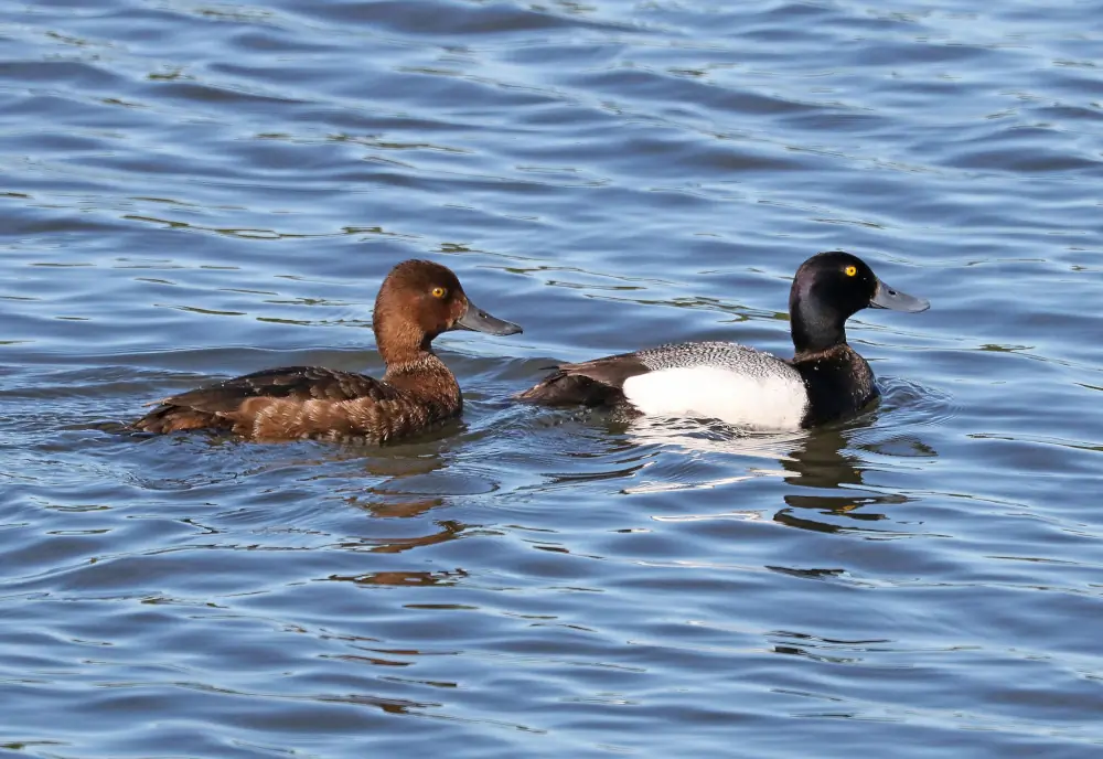 Greater scaup